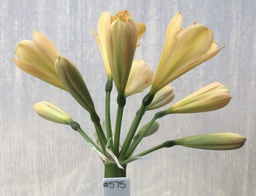 SH575  Light peach Clivia miniata, pink blush and light green throat