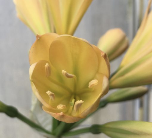 SH575  Light peach Clivia miniata, pink blush and light green throat - Image 2