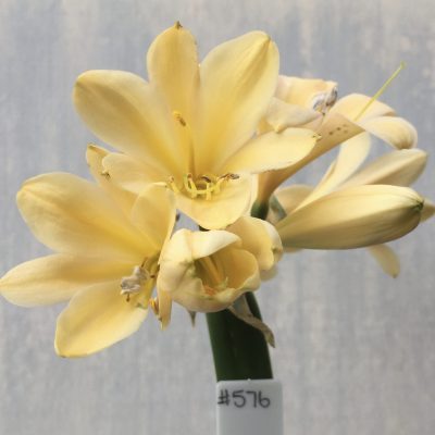 SH576  Light cream/peach Clivia miniata with yellow throat