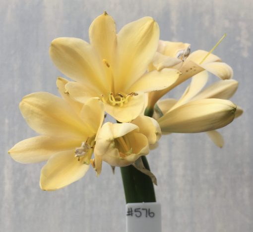 SH576  Light cream/peach Clivia miniata with yellow throat