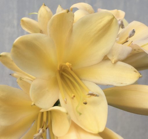 SH576  Light cream/peach Clivia miniata with yellow throat - Image 2
