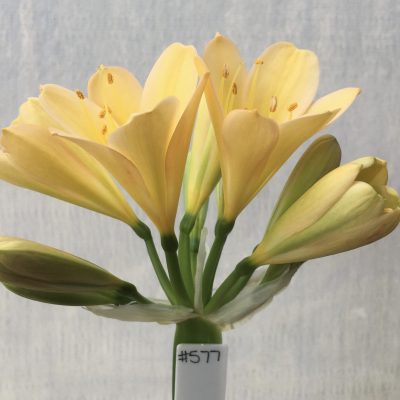 SH577  Light peach Clivia miniata with faint pink to margins, round overlapping petals and faint green throat