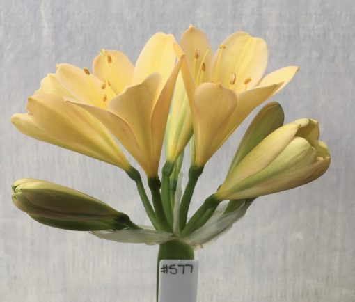 SH577  Light peach Clivia miniata with faint pink to margins, round overlapping petals and faint green throat