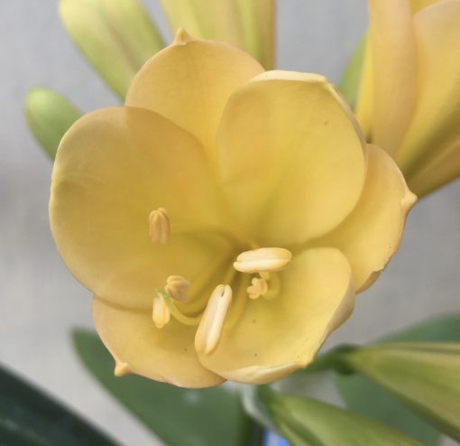 SH577  Light peach Clivia miniata with faint pink to margins, round overlapping petals and faint green throat - Image 2