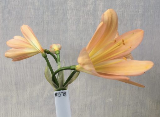 SH578  Mid to dark Peach with light yellow throat - Image 2