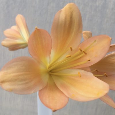 SH578  Mid to dark Peach with light yellow throat