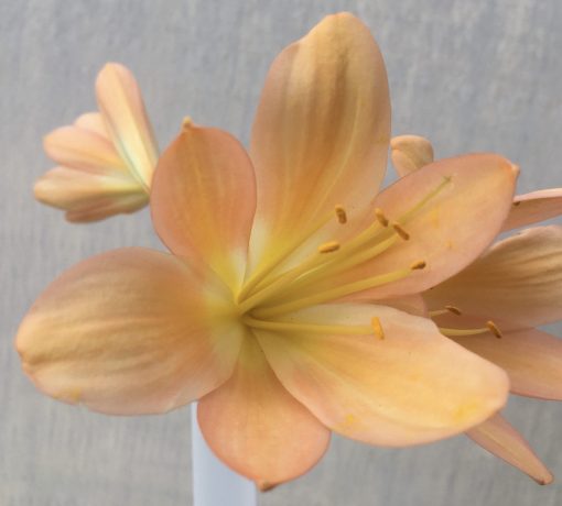 SH578  Mid to dark Peach with light yellow throat