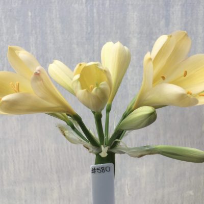SH580  Light peach Clivia miniata with yellow throat and broad overlapping petals
