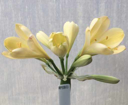 SH580  Light peach Clivia miniata with yellow throat and broad overlapping petals
