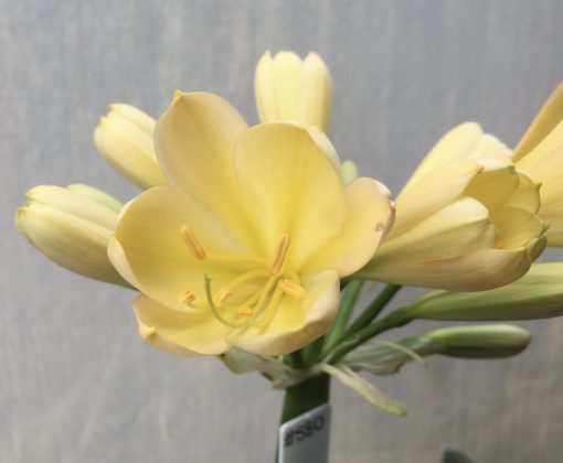 SH580  Light peach Clivia miniata with yellow throat and broad overlapping petals - Image 2