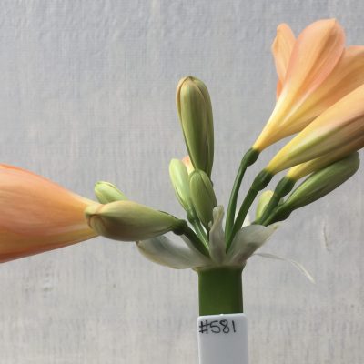 SH581  Mid peach Clivia miniata with yellow throat and broad petals