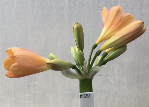 SH581  Mid peach Clivia miniata with yellow throat and broad petals