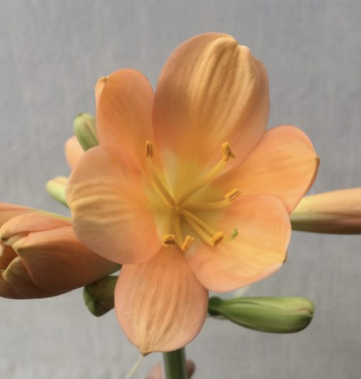 SH581  Mid peach Clivia miniata with yellow throat and broad petals - Image 2