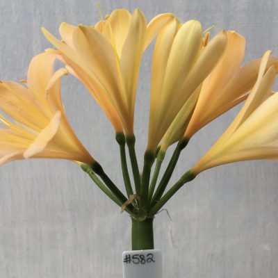 SH582  Mid peach Clivia miniata with dark yellow throat