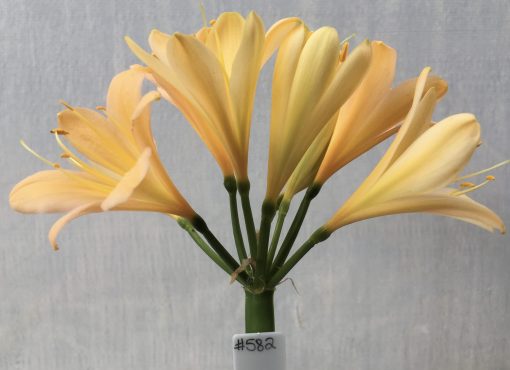 SH582  Mid peach Clivia miniata with dark yellow throat