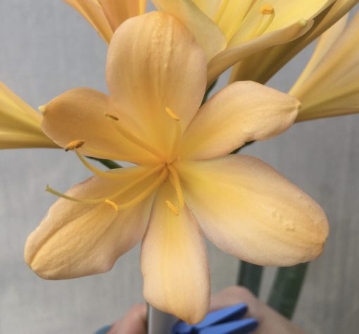 SH582  Mid peach Clivia miniata with dark yellow throat - Image 2