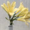 SH583  Bright yellow Clivia miniata with light green throat