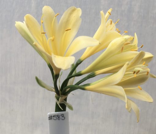 SH583  Bright yellow Clivia miniata with light green throat