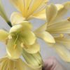 SH583  Bright yellow Clivia miniata with light green throat - Image 2