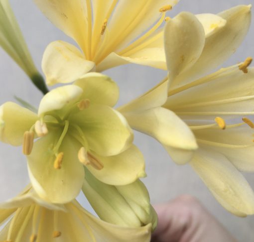 SH583  Bright yellow Clivia miniata with light green throat - Image 2