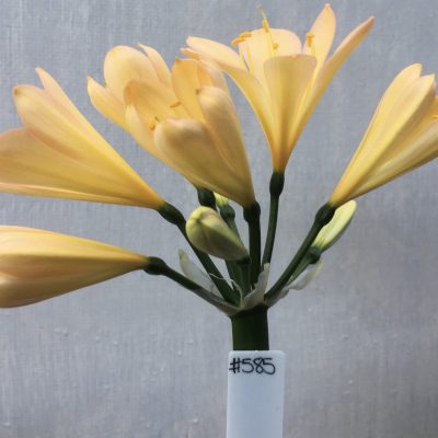 SH585  Mid peach Clivia miniata with pink blush and yellow throat