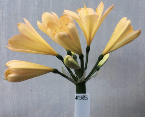 SH585  Mid peach Clivia miniata with pink blush and yellow throat