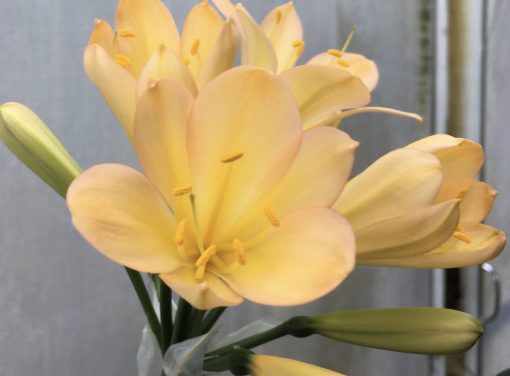 SH585  Mid peach Clivia miniata with pink blush and yellow throat - Image 2