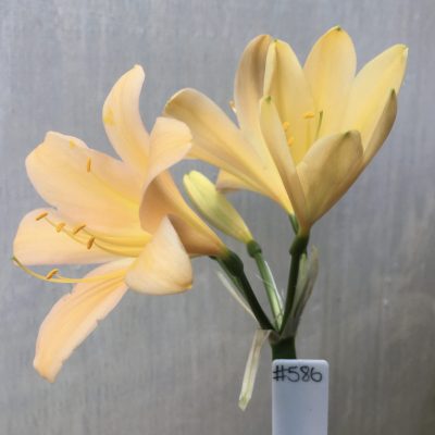 SH586  Light peach with broad infusion of pink and yellow throat