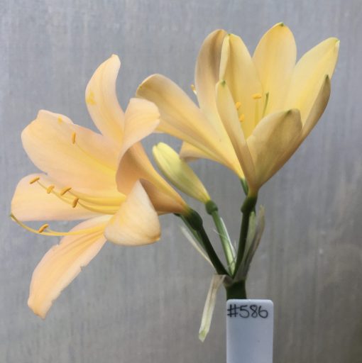 SH586  Light peach with broad infusion of pink and yellow throat