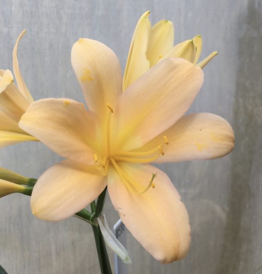 SH586  Light peach with broad infusion of pink and yellow throat - Image 2