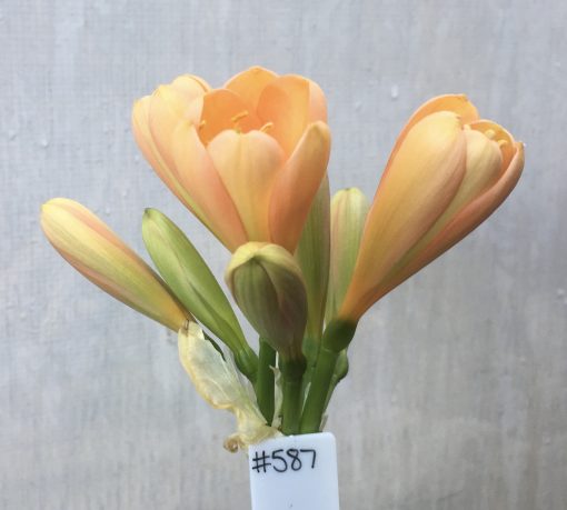 SH587  Mid peach Clivia miniata with tulip shaped flowers and overlapping petals - Image 2