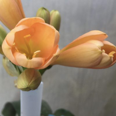 SH587  Mid peach Clivia miniata with tulip shaped flowers and overlapping petals