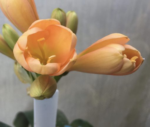 SH587  Mid peach Clivia miniata with tulip shaped flowers and overlapping petals