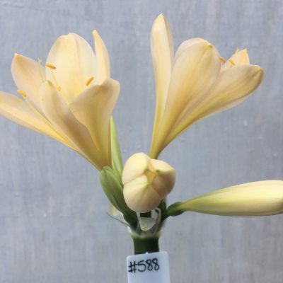 SH588  Light peach Clivia miniata with bright yellow throat