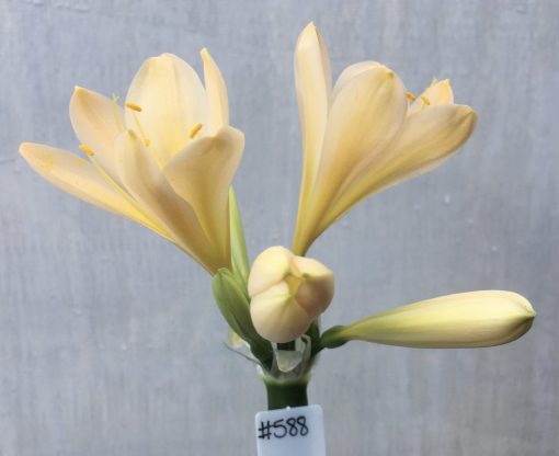 SH588  Light peach Clivia miniata with bright yellow throat