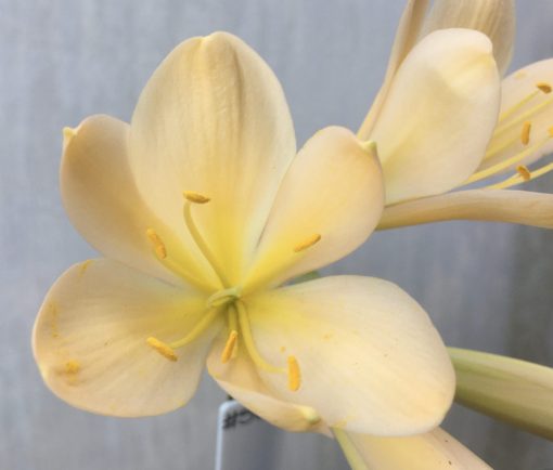 SH588  Light peach Clivia miniata with bright yellow throat - Image 2