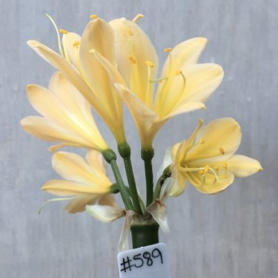 SH589  Light peach Clivia miniata with yellow blush
