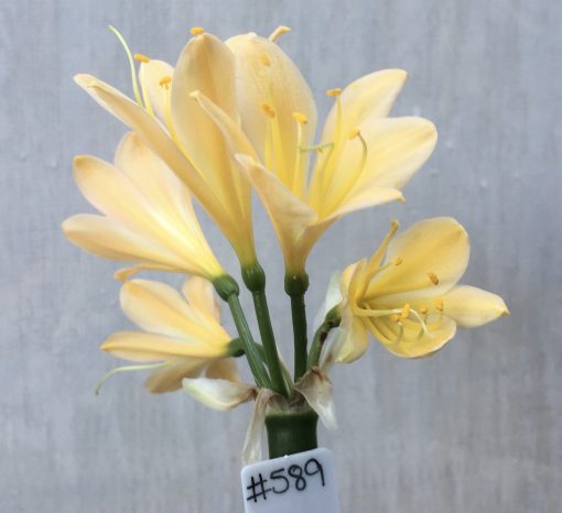SH589  Light peach Clivia miniata with yellow blush
