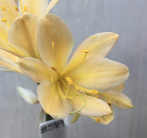 SH589  Light peach Clivia miniata with yellow blush - Image 2