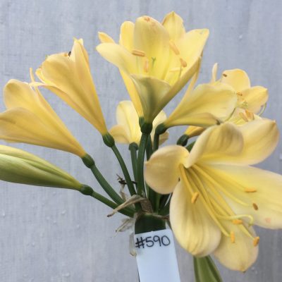 SH590  Light peach Clivia miniata with chloroplasts evident on new buds