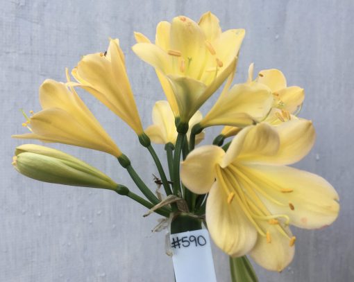 SH590  Light peach Clivia miniata with chloroplasts evident on new buds