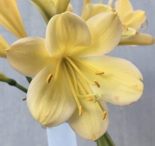SH590  Light peach Clivia miniata with chloroplasts evident on new buds - Image 2