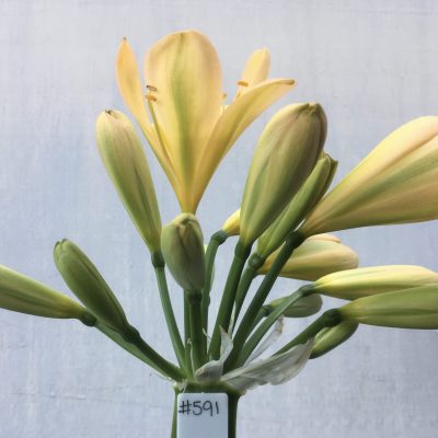 SH591  Light peach Clivia miniata with light green throat and strongly evident chloroplasts on new buds
