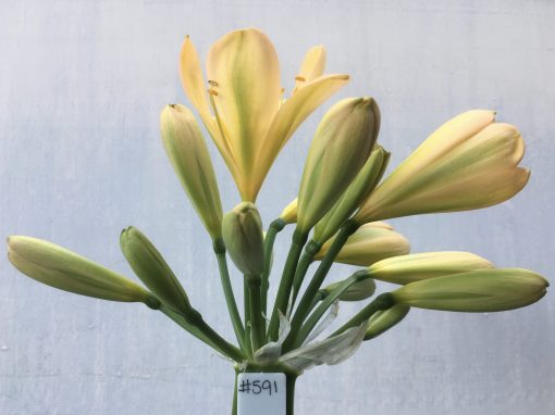 SH591  Light peach Clivia miniata with light green throat and strongly evident chloroplasts on new buds