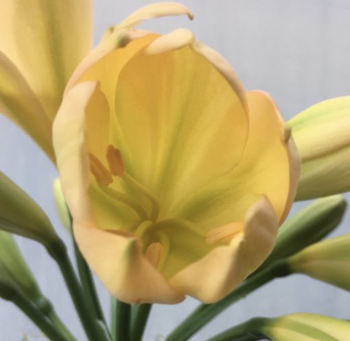 SH591  Light peach Clivia miniata with light green throat and strongly evident chloroplasts on new buds - Image 2