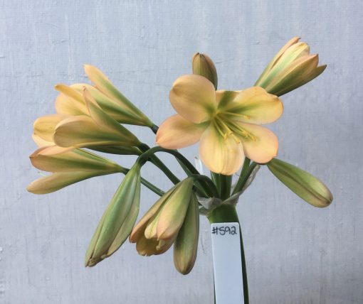 SH592  Mid peach Clivia miniata with dark green throat and exceptionally strong chloroplasts to new buds (1 large offset attached) - Image 2
