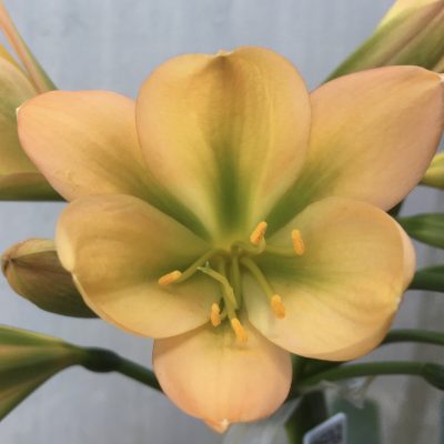 SH592  Mid peach Clivia miniata with dark green throat and exceptionally strong chloroplasts to new buds (1 large offset attached)