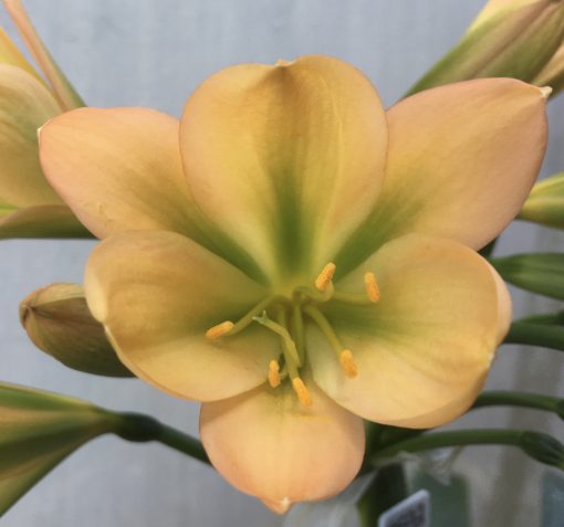 SH592  Mid peach Clivia miniata with dark green throat and exceptionally strong chloroplasts to new buds (1 large offset attached)
