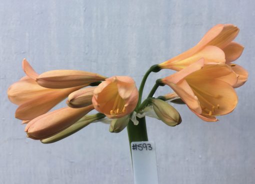 SH593  Mid to dark peach Clivia miniata with apricot tones and yellow throat (1 medium size offset attached) - Image 2