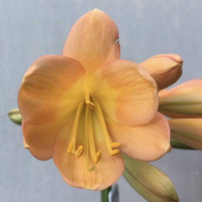 SH593  Mid to dark peach Clivia miniata with apricot tones and yellow throat (1 medium size offset attached)